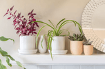 Bringing Nature Indoors: A Guide to Stylish Plant Decor