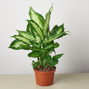Dieffenbachia Camille 'Dumb Cane' - House Plant Shop
