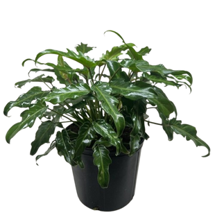 Philodendron Xanadu