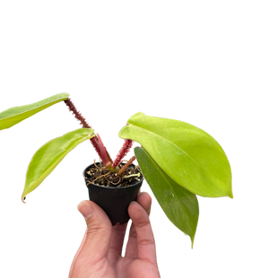 Philodendron 'Squamiferum'
