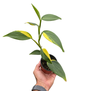 Scindapsus 'Coriaceus'