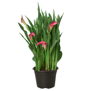 Calla Lily