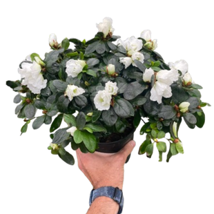 Azalea (Rhododendron)