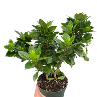 Gardenia 'Bush'