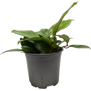 Hoya Fungii