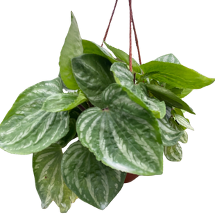 Peperomia Ecuador