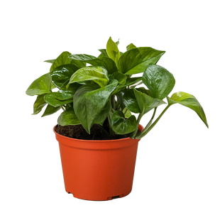 Pothos 'Lemon Top'