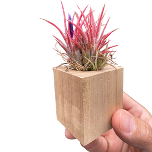 Tillandsia Air Plant Ionantha in Magnetic Wood Planter