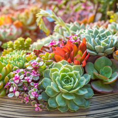 Collection image for: Succulents