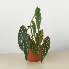 Collection image for: Rare Plants