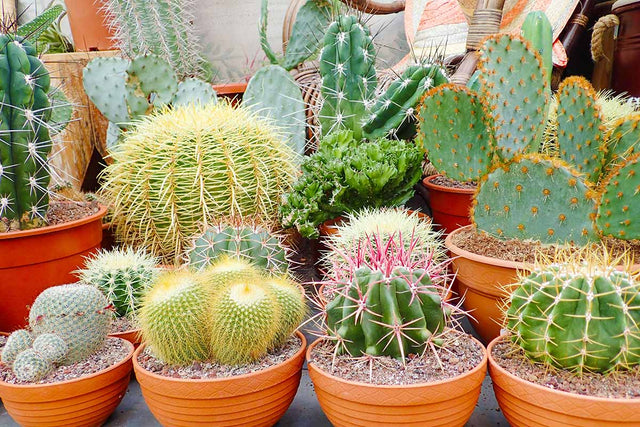 Cactus