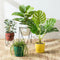 All Plants For Home And Garden Essentials