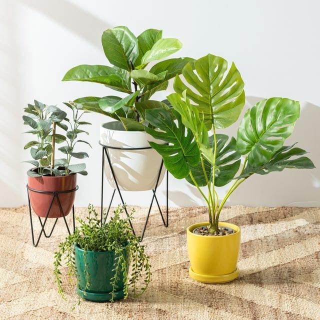 All Plants For Home And Garden Essentials