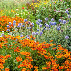 Collection image for: Flowering Plants