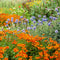 Flowering Plants