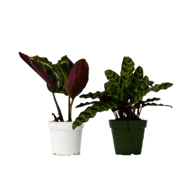 2 Calathea Plants Variety Pack in 4" Pots