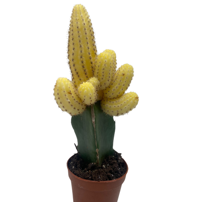 Cactus Graft Yellow