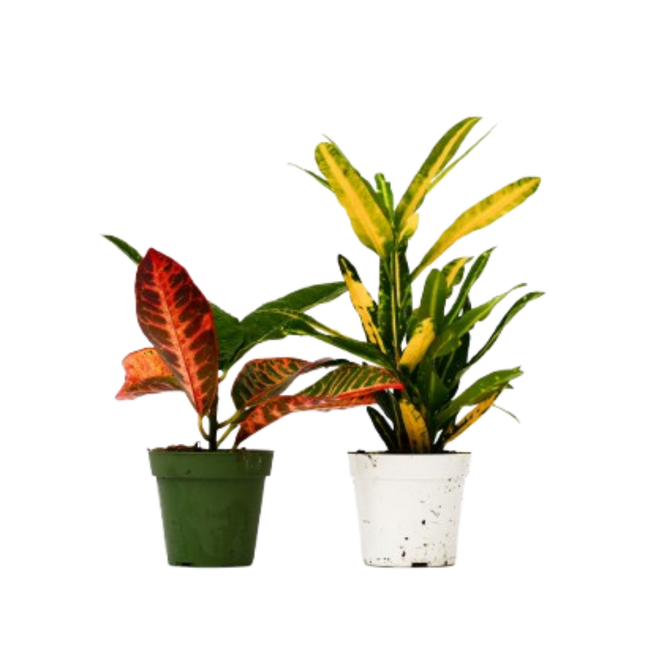 2 Croton Variety Pack - 4" Pot