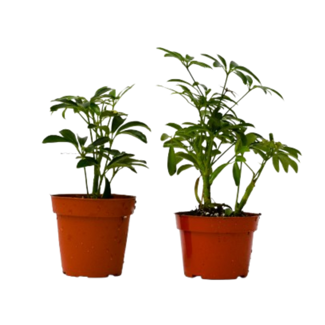 2 Different Schefflera Plants Variety Pack - 4" Pot