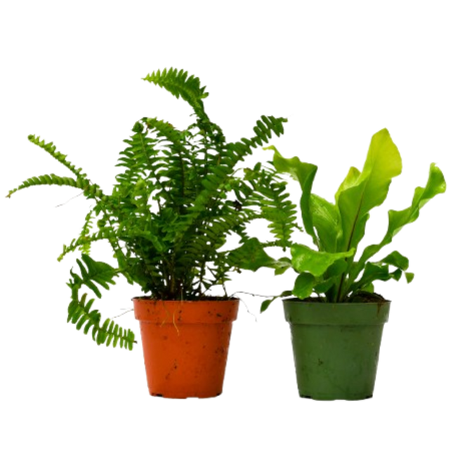 2 Fern Variety Pack - 4" Pot