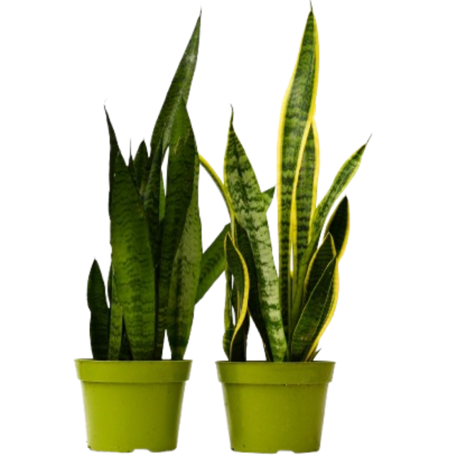 2 Snake (Sansevieria) Plant Variety Pack - 6" Pot