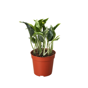 Pothos 'Shangri La'