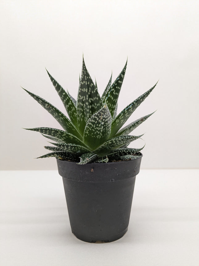 Succulent Gasteria Durban