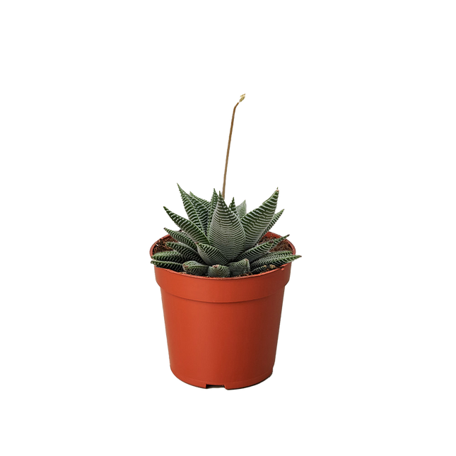Succulent Haworthia Miami