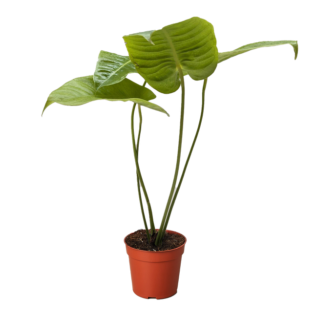 Anthurium 'Veitchii'