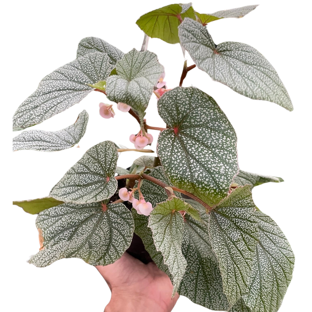 Begonia 'Frosty'