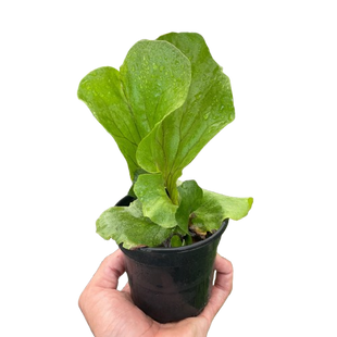 Fern 'Elephant'