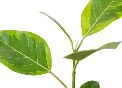 Ficus Altissima 'Yellow Gem'