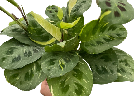 Maranta Variegated 'Beauty Kim'