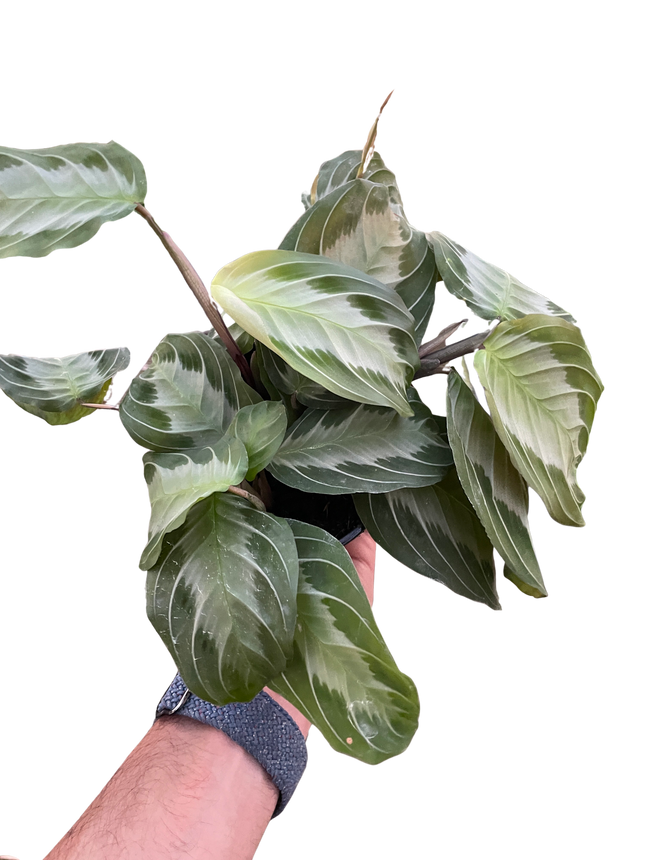 Maranta 'Silver Band'
