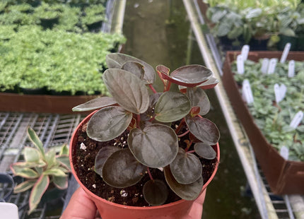 Peperomia 'Rugosa'