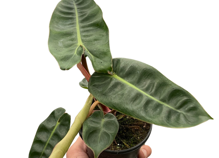 Philodendron 'Billietiae'