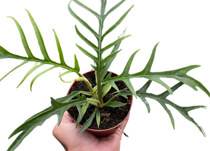 Philodendron 'Tortum'