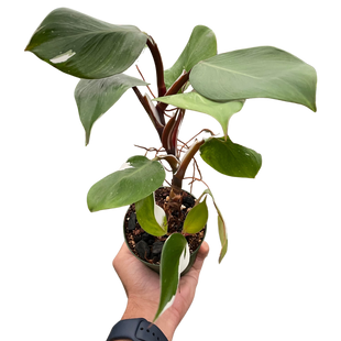 Philodendron 'White Knight'