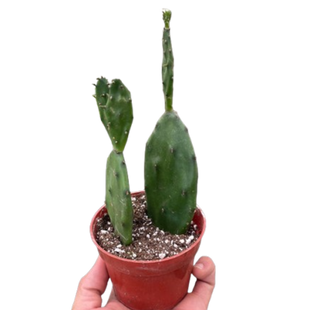 Succulent Prickly Pear Cactus
