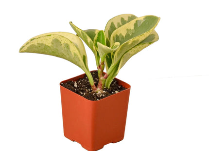 Peperomia 'Marble'