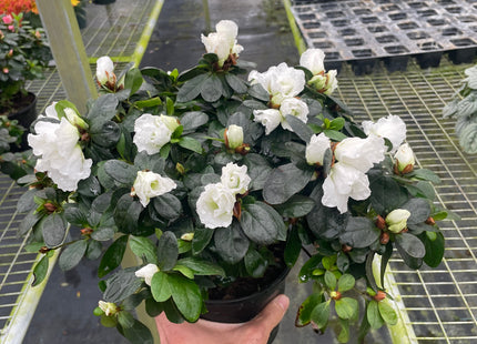 Azalea (Rhododendron)