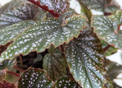 Begonia 'Corallina'