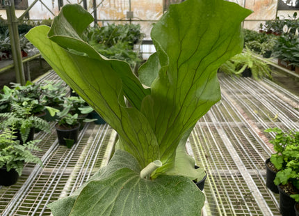 Fern 'Elephant'