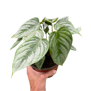 Philodendron 'Sodiroi'