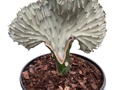 Succulent Euphorbia Lactea Ghost