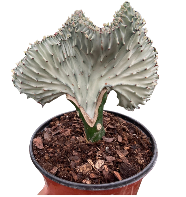 Succulent Euphorbia Lactea Ghost