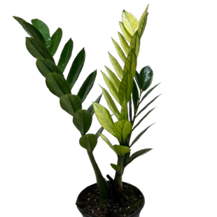 Zamioculcas 'Chameleon'