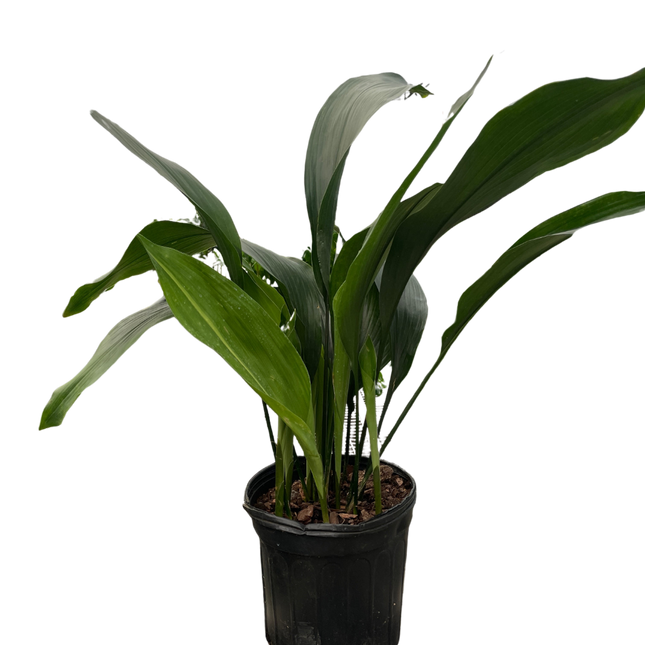Aspidistra 'Cast Iron'