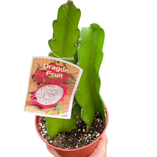 Dragon Fruit