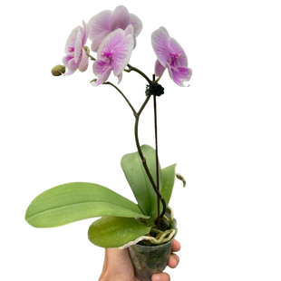 Orchid 'Light Pink Phalaenopsis'